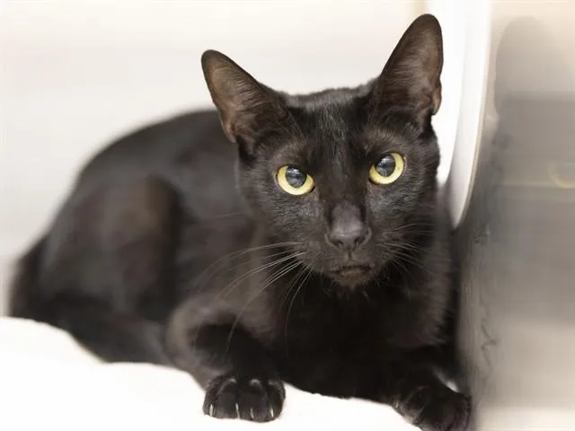 A young medium-sized female Domestic Short Hair cat named Clarice for adoption in Phoenix, AZ