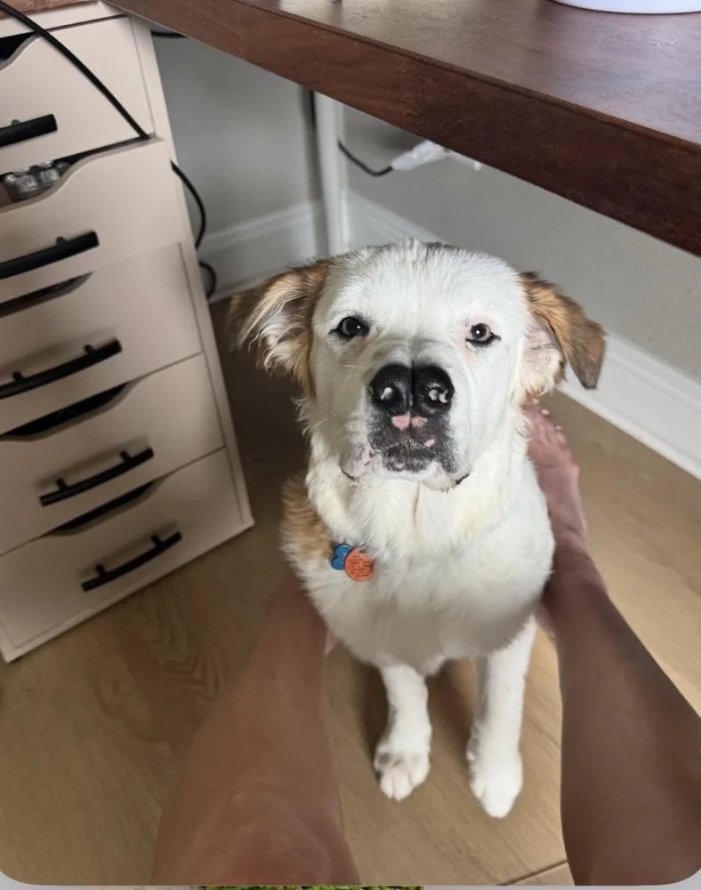 Boscoe