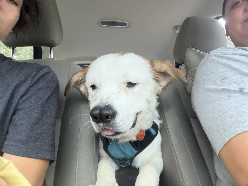 Boscoe thumbnail 3