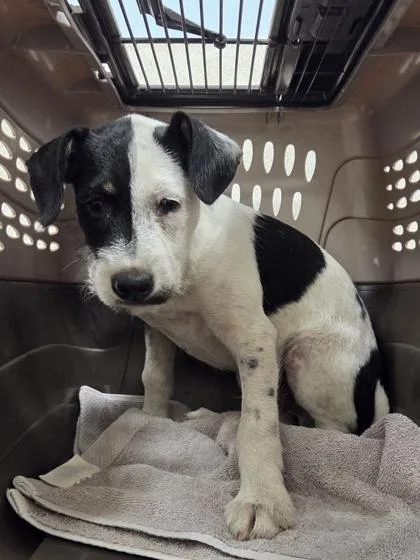 A baby small-sized male Terrier dog named Dodger for adoption in Honolulu, HI