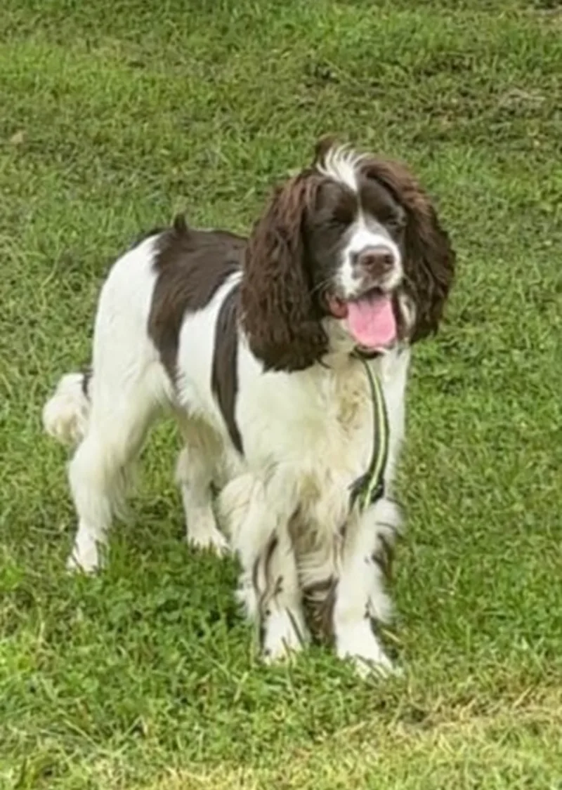 A young medium-sized male Brown / Chocolate English Springer Spaniel dog named Denver for adoption in Rock Hill, SC