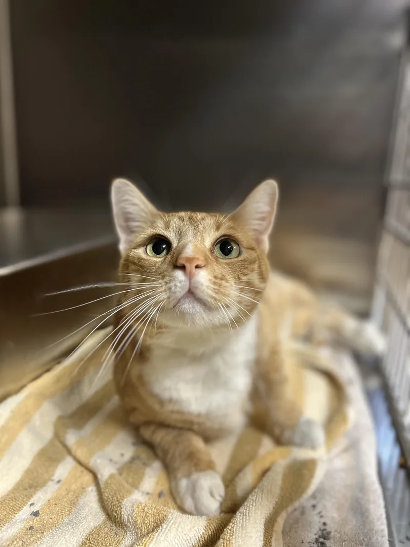 An adult medium-sized male Orange & White Domestic Short Hair cat named Dutch and Orla for adoption in Myerstown, PA