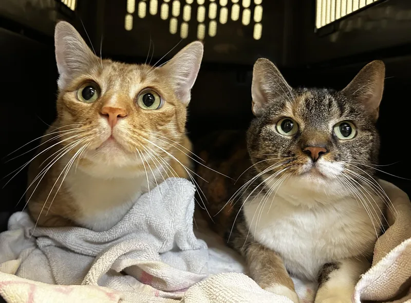 Dutch and Orla thumbnail 3