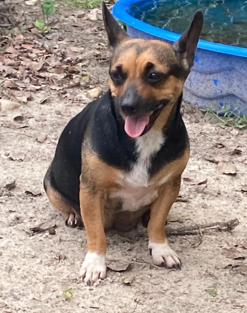 An adult large-sized female Dachshund dog named 2026-214 for adoption in Lakeland, GA