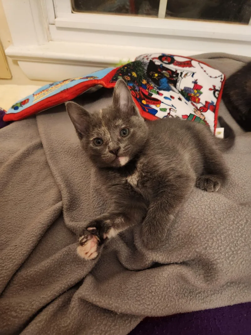 Coming Soonproseccotortie Sweetheart