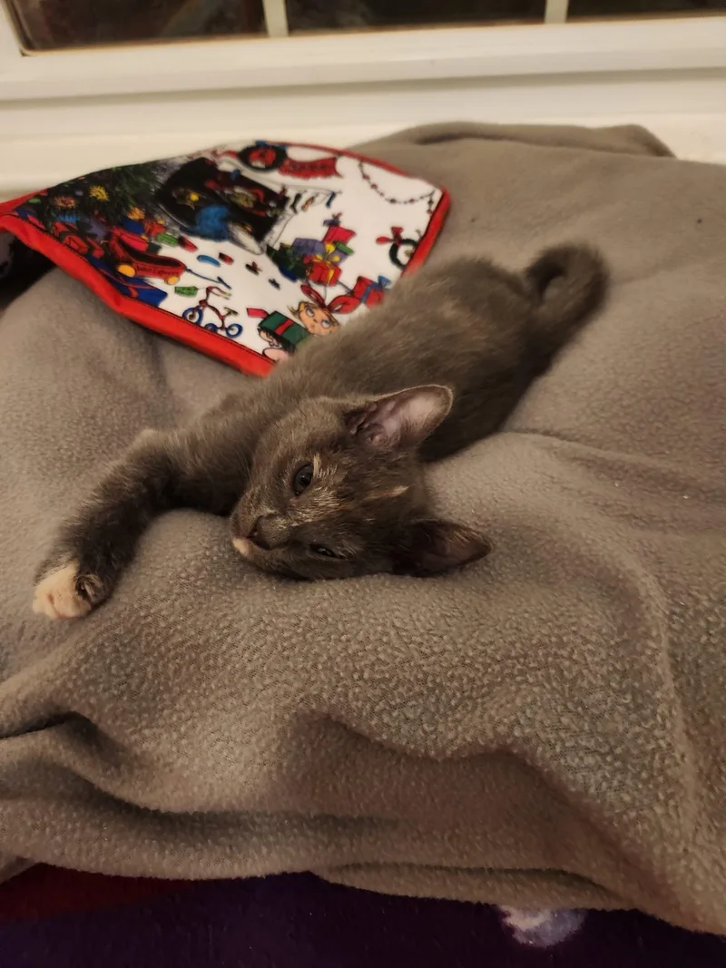 Coming Soonproseccotortie Sweetheart thumbnail 3