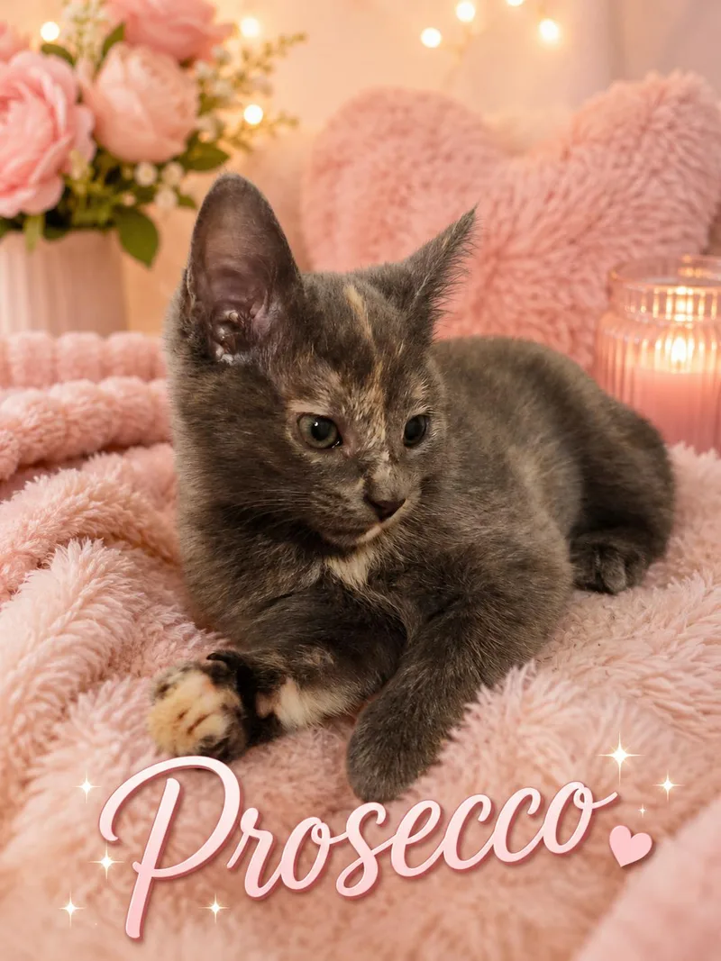 Coming Soonproseccotortie Sweetheart thumbnail 4