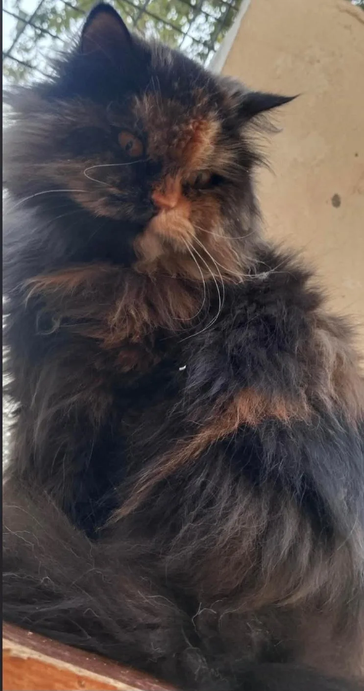An adult medium-sized female Persian cat named Batata for adoption in Snow Hill, MD