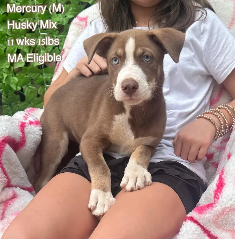 A young large-sized male Husky dog named Mercury for adoption in Pomfret Center, CT