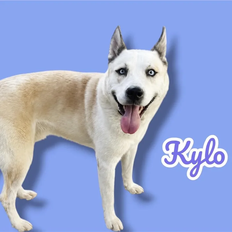 Kylo