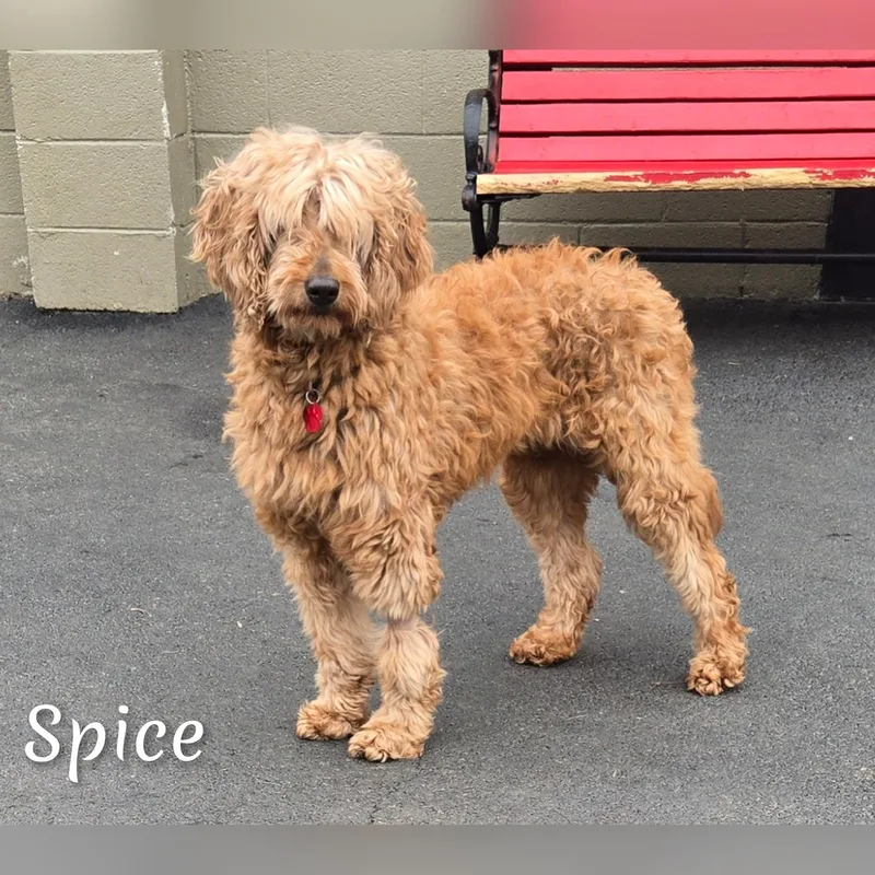 An adult medium-sized female Red / Chestnut / Orange Goldendoodle dog named Spice for adoption in Fredericksburg, VA
