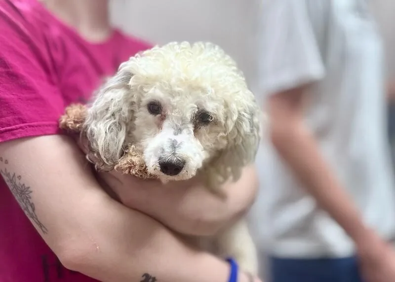 An adult small-sized male White / Cream Bichon Frise dog named Jack for adoption in Wooster, OH