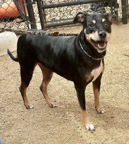 An adult medium-sized female Tricolor (Brown, Black, & White) Mixed Breed dog named Kona for adoption in Georgetown, TX