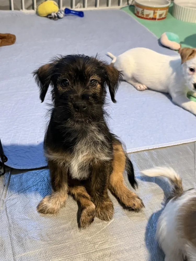 A baby small-sized female Terrier dog named Shamu for adoption in Thornton, CO