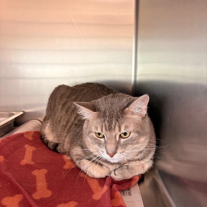 A senior extra large-sized male Gray / Blue / Silver Domestic Short Hair cat named Jedi for adoption in DeKalb, IL