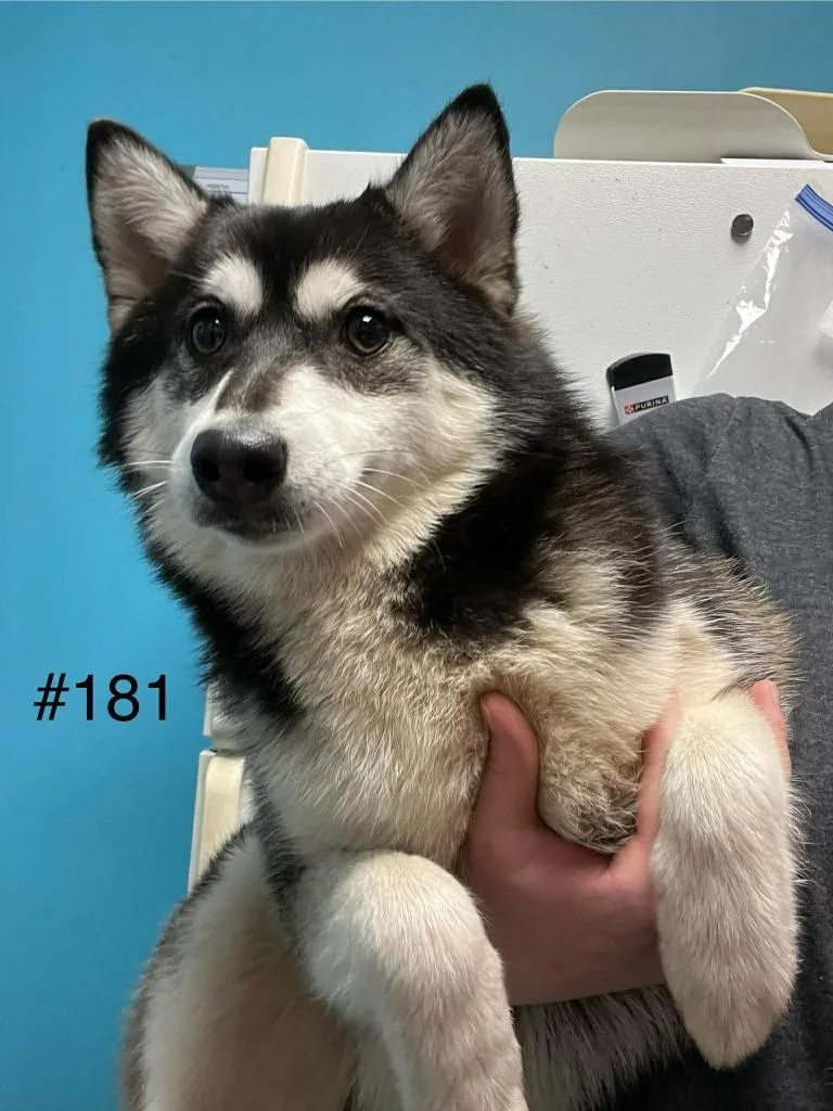 A young medium-sized female Pomeranian dog named Zella for adoption in Kendallville, IN