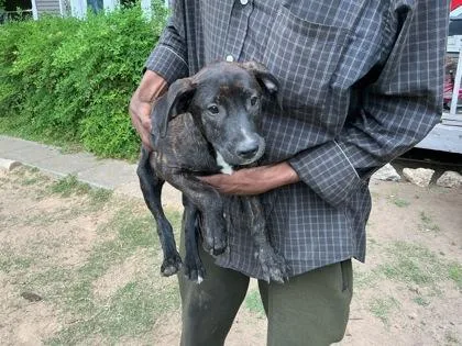 An adult small-sized male Terrier dog named Manwich for adoption in Shreveport, LA