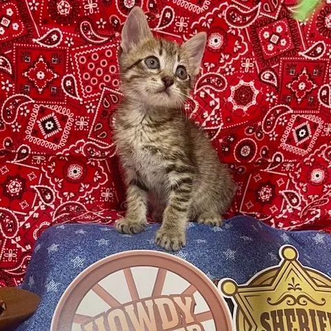 A baby small-sized male Black Domestic Short Hair cat named Billy The Kid for adoption in Boerne, TX