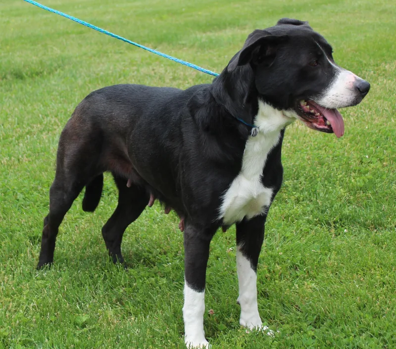 An adult medium-sized female Black Pit Bull Terrier dog named Leia for adoption in Heath, OH
