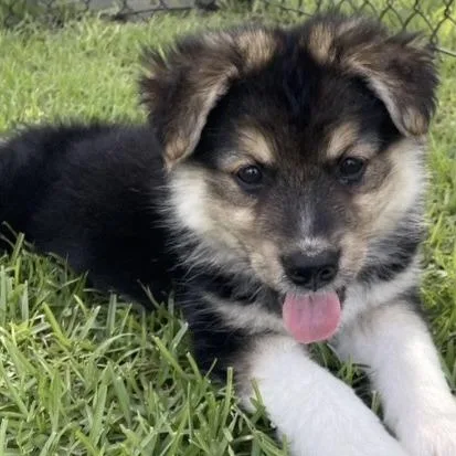 A baby small-sized female Black Shepherd dog named Peanut for adoption in Briarcliff Manor, NY