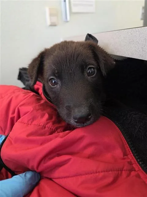 A baby small-sized male Labrador Retriever dog named Sunny for adoption in San Antonio, TX