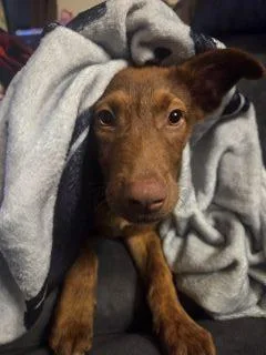 A baby medium-sized female Brindle Mixed Breed dog named Queenie for adoption in Schaumburg, IL