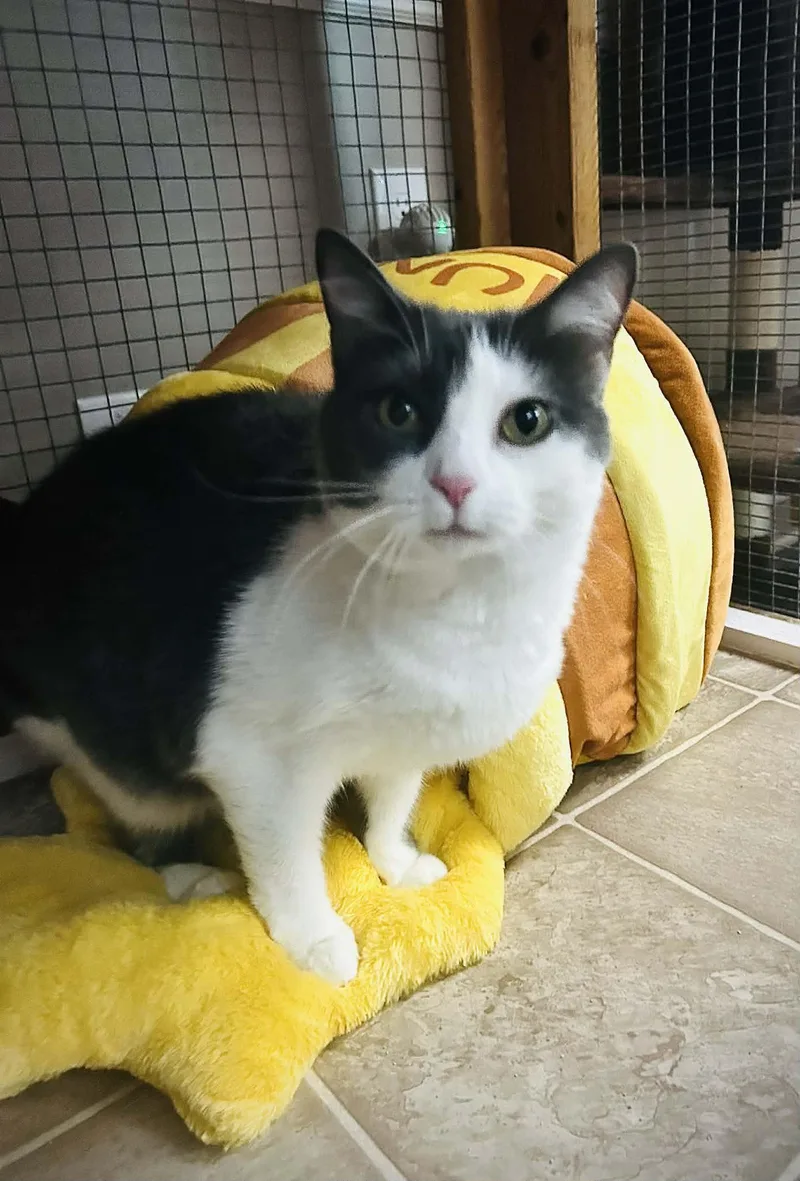 An adult medium-sized female Gray & White Domestic Short Hair cat named Tippy for adoption in Gettysburg, PA