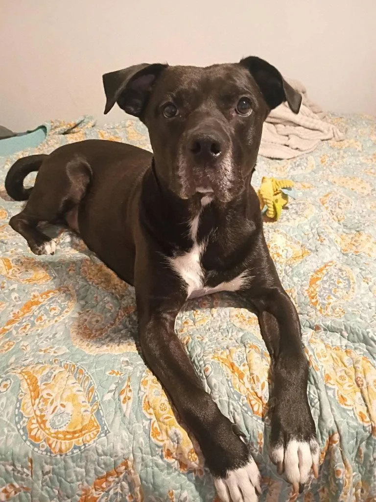 An adult medium-sized male Labrador Retriever dog named Lonnie for adoption in Ellijay, GA