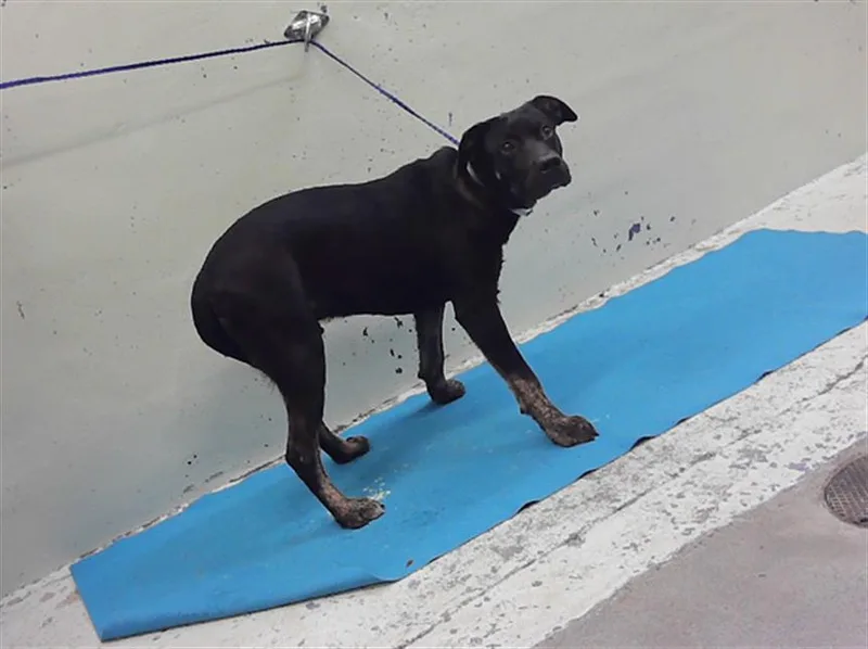 A young large-sized male Staffordshire Bull Terrier dog named Kyler for adoption in Houston, TX