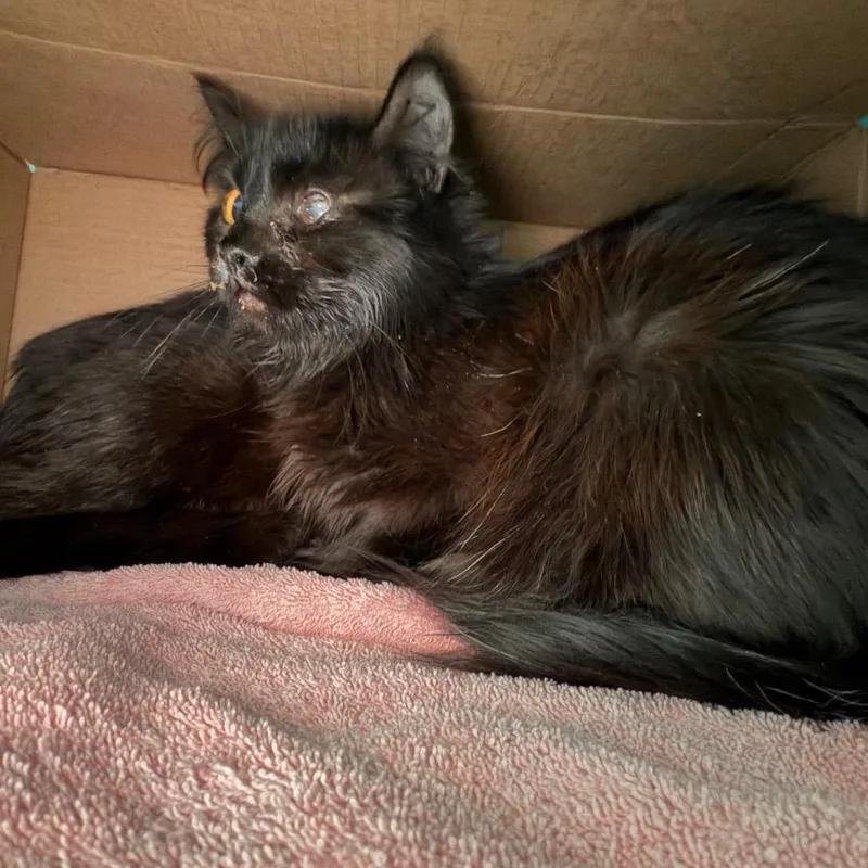 A young medium-sized female Black Domestic Short Hair cat named Working Cat Barley for adoption in Tacoma, WA