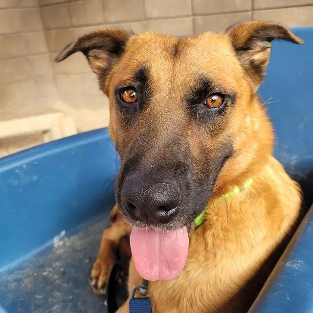 A young large-sized female German Shepherd Dog dog named Eunice for adoption in Tucson, AZ
