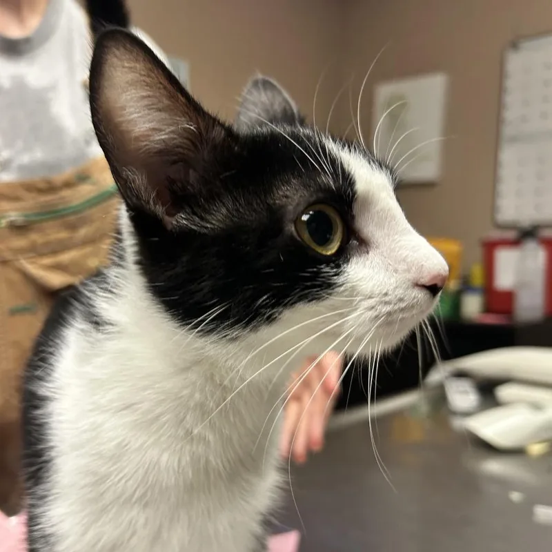 An adult medium-sized female White Domestic Short Hair cat named Georgia for adoption in Newport, NC