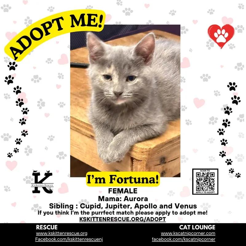 A baby medium-sized female Dilute Calico Domestic Short Hair cat named Fortuna for adoption in Brick, NJ