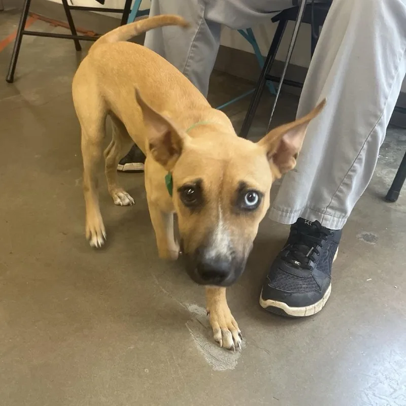 A young small-sized female Brown / Chocolate Mixed Breed dog named Apple for adoption in Houston, TX