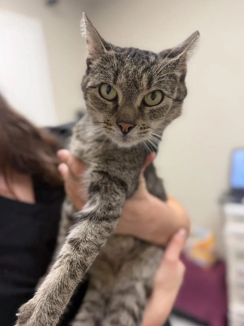 A young medium-sized female Domestic Short Hair cat named Rose for adoption in Lancaster, PA