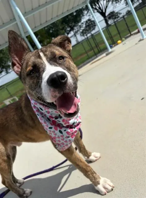 A young large-sized male Mixed Breed dog named Sparrow for adoption in Charlotte, NC
