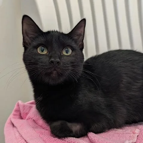 A baby medium-sized female Black Domestic Short Hair cat named Nyx for adoption in Waynesville, NC