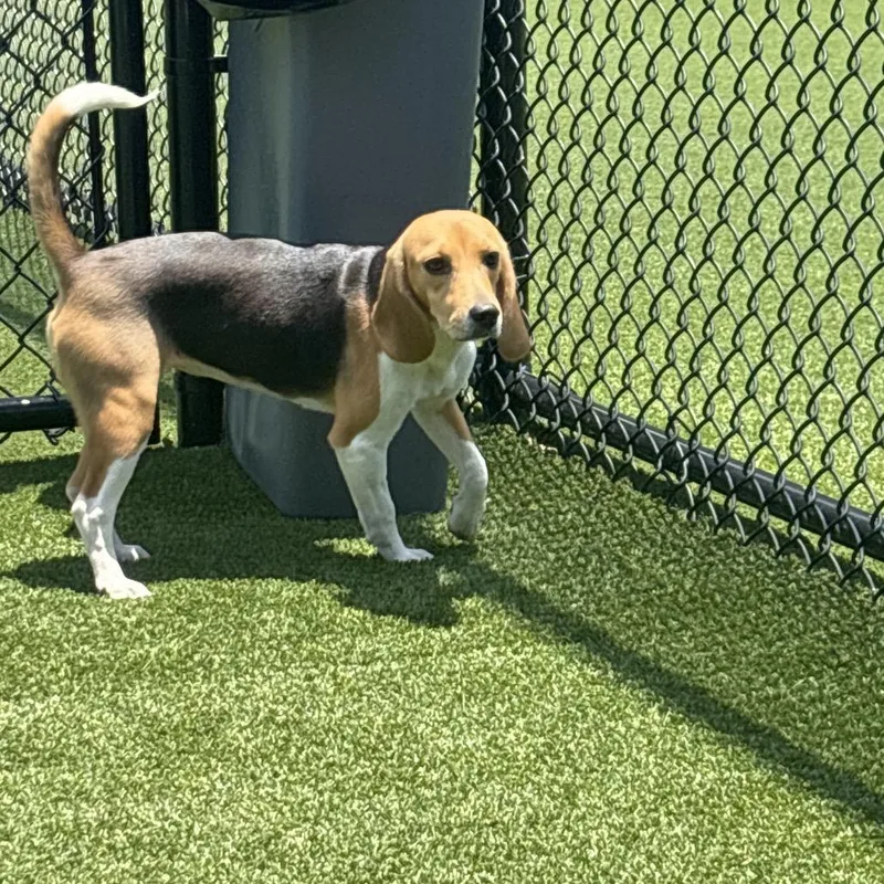 A young small-sized female Brown / Chocolate Beagle dog named Chip dip for adoption in LOXAHATCHEE, FL