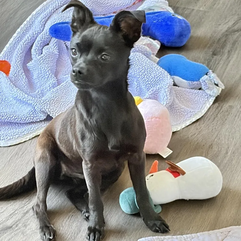 An adult small-sized female Black Chihuahua dog named Berklie for adoption in Shawnee, KS