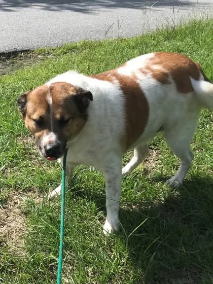 An adult large-sized male Mixed Breed dog named Sammie for adoption in Savannah, GA