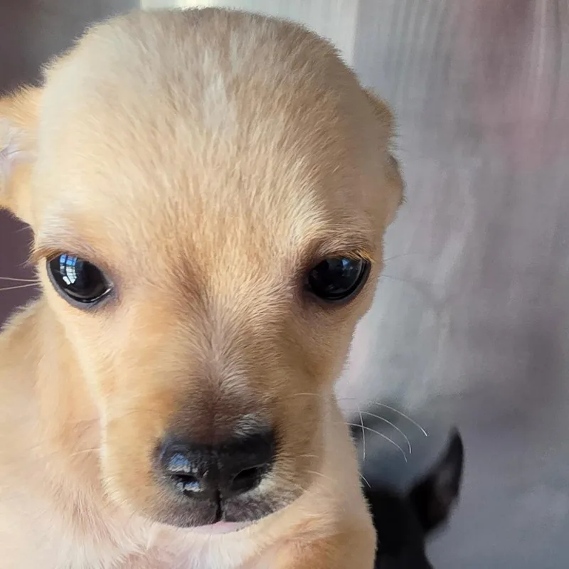 A baby small-sized male Yellow / Tan / Blond / Fawn Mixed Breed dog named Boogie for adoption in Leander, TX