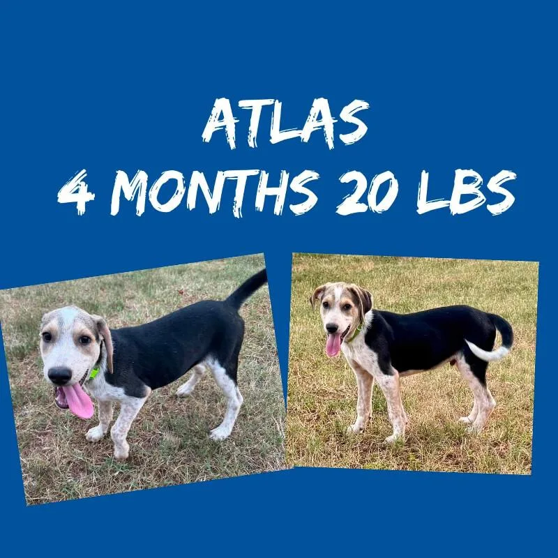 Atlas