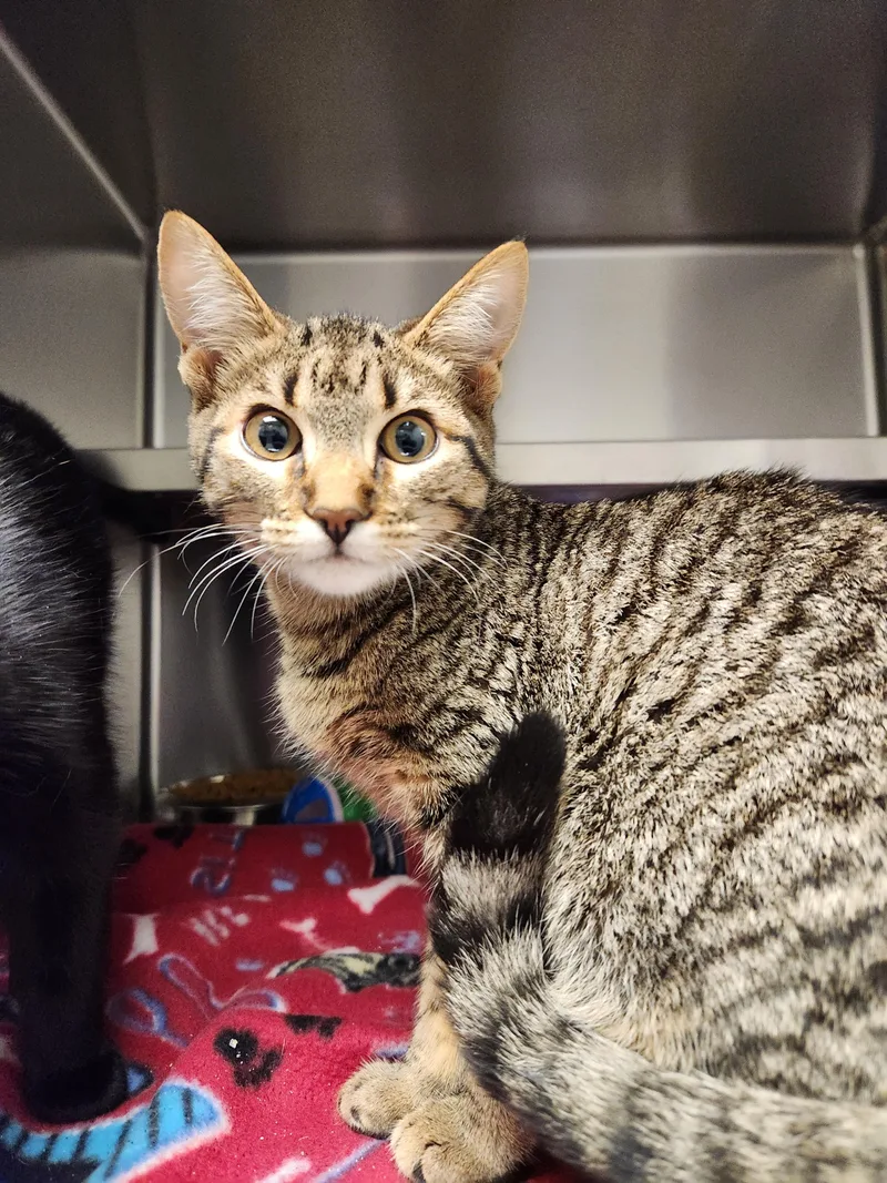 A baby medium-sized female Tabby (Brown / Chocolate) Domestic Short Hair cat named Picchu for adoption in Liberty, MO