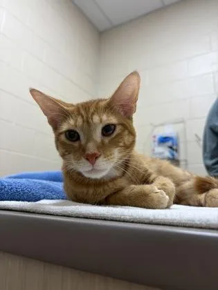 An adult medium-sized male Domestic Short Hair cat named Malrik for adoption in Westland, MI