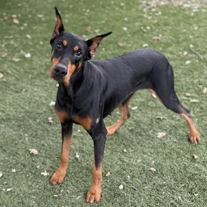 An adult large-sized female Doberman Pinscher dog named Lana for adoption in Red Bluff, CA