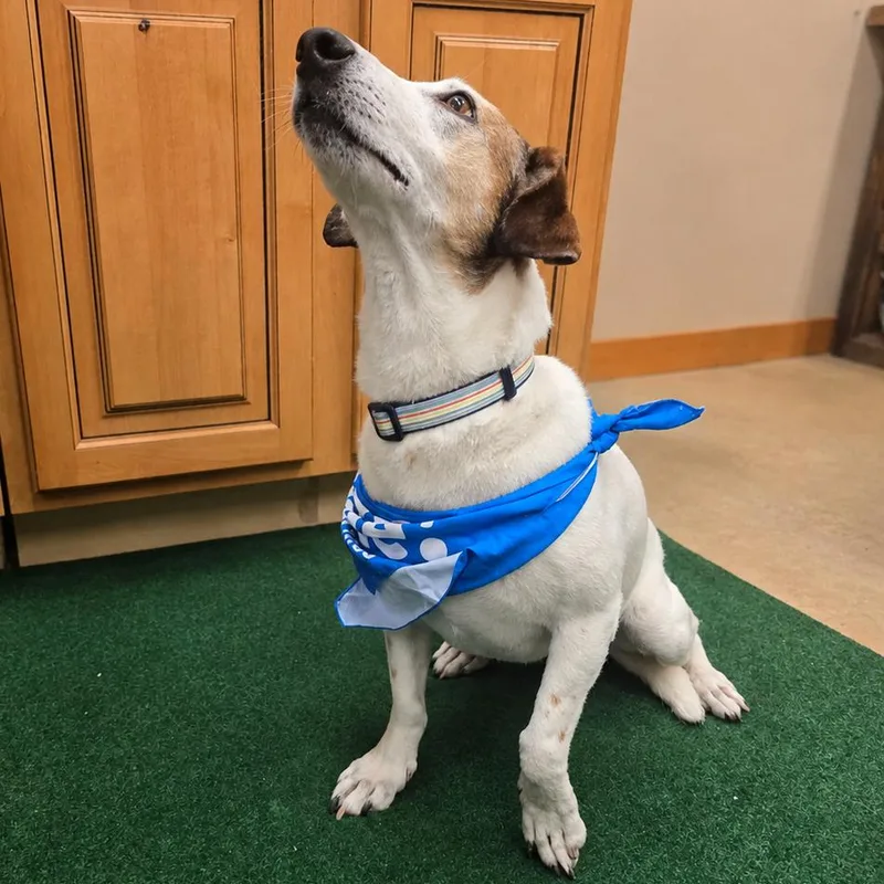 An adult medium-sized female White / Cream Dachshund dog named Cotton for adoption in Wickenburg, AZ