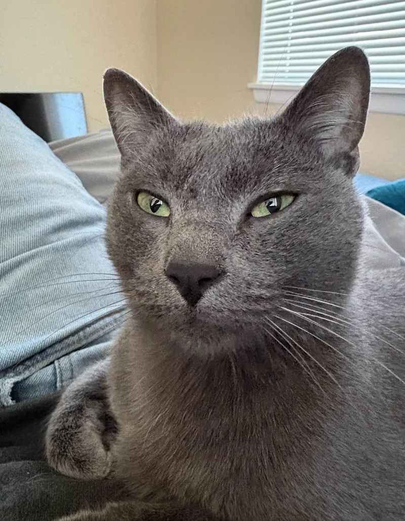 An adult large-sized male Gray / Blue / Silver Russian Blue cat named Skylar for adoption in Las Cruces, NM