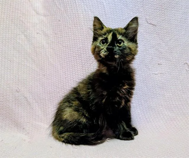 A baby small-sized female Domestic Short Hair cat named Meryl for adoption in Sugar Land, TX