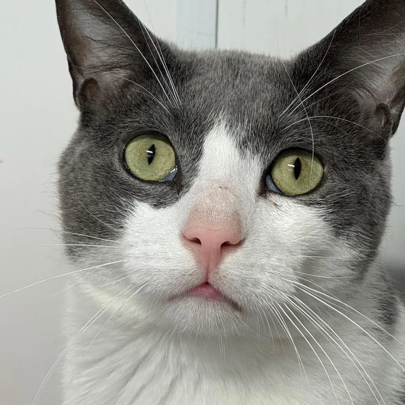 An adult large-sized male Gray / Blue / Silver Domestic Short Hair cat named Sunshine ARC for adoption in Akron, NY