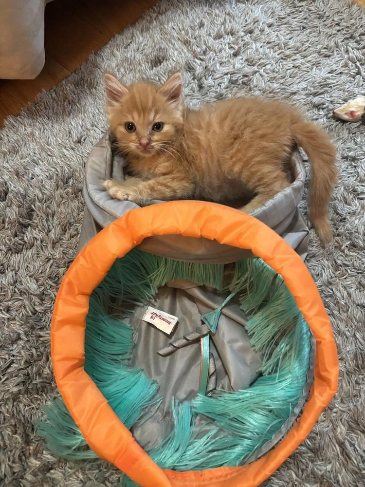 A baby small-sized female Tabby (Orange / Red) Domestic Long Hair cat named Cheddar for adoption in Union Grove, WI
